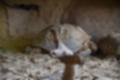 Beeldnr : 80 van 127
Naam : jj5r2985.jpg
Folder : fotos/jaren-201x/2019-2/borger/27-mei/
Formaat : 1200 x 800px
Thumb : 120 x 80px
Richting : Landschap
Bloknr : 2 van 3
Beeldnrs : 51 tm 100
Beelden in blok : 50