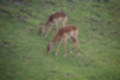 Beeldnr : 82 van 127
Naam : jj5r2990.jpg
Folder : fotos/jaren-201x/2019-2/borger/27-mei/
Formaat : 1200 x 800px
Thumb : 120 x 80px
Richting : Landschap
Bloknr : 2 van 3
Beeldnrs : 51 tm 100
Beelden in blok : 50