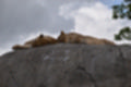 Beeldnr : 84 van 127
Naam : jj5r2994.jpg
Folder : fotos/jaren-201x/2019-2/borger/27-mei/
Formaat : 1200 x 800px
Thumb : 120 x 80px
Richting : Landschap
Bloknr : 2 van 3
Beeldnrs : 51 tm 100
Beelden in blok : 50