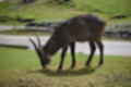 Beeldnr : 85 van 127
Naam : jj5r2996.jpg
Folder : fotos/jaren-201x/2019-2/borger/27-mei/
Formaat : 1200 x 800px
Thumb : 120 x 80px
Richting : Landschap
Bloknr : 2 van 3
Beeldnrs : 51 tm 100
Beelden in blok : 50