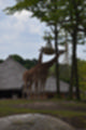 Beeldnr : 87 van 127
Naam : jj5r3000.jpg
Folder : fotos/jaren-201x/2019-2/borger/27-mei/
Formaat : 800 x 1200px
Thumb : 80 x 120px
Richting : Portret
Bloknr : 2 van 3
Beeldnrs : 51 tm 100
Beelden in blok : 50