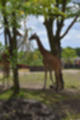 Beeldnr : 89 van 127
Naam : jj5r3005.jpg
Folder : fotos/jaren-201x/2019-2/borger/27-mei/
Formaat : 800 x 1200px
Thumb : 80 x 120px
Richting : Portret
Bloknr : 2 van 3
Beeldnrs : 51 tm 100
Beelden in blok : 50