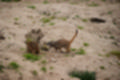 Beeldnr : 90 van 127
Naam : jj5r3009.jpg
Folder : fotos/jaren-201x/2019-2/borger/27-mei/
Formaat : 1200 x 800px
Thumb : 120 x 80px
Richting : Landschap
Bloknr : 2 van 3
Beeldnrs : 51 tm 100
Beelden in blok : 50