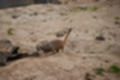 Beeldnr : 91 van 127
Naam : jj5r3010.jpg
Folder : fotos/jaren-201x/2019-2/borger/27-mei/
Formaat : 1200 x 800px
Thumb : 120 x 80px
Richting : Landschap
Bloknr : 2 van 3
Beeldnrs : 51 tm 100
Beelden in blok : 50