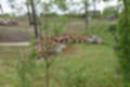 Beeldnr : 92 van 127
Naam : jj5r3016.jpg
Folder : fotos/jaren-201x/2019-2/borger/27-mei/
Formaat : 1200 x 800px
Thumb : 120 x 80px
Richting : Landschap
Bloknr : 2 van 3
Beeldnrs : 51 tm 100
Beelden in blok : 50