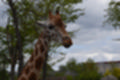 Beeldnr : 93 van 127
Naam : jj5r3019.jpg
Folder : fotos/jaren-201x/2019-2/borger/27-mei/
Formaat : 1200 x 800px
Thumb : 120 x 80px
Richting : Landschap
Bloknr : 2 van 3
Beeldnrs : 51 tm 100
Beelden in blok : 50