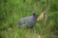 Beeldnr : 96 van 127
Naam : jj5r3027.jpg
Folder : fotos/jaren-201x/2019-2/borger/27-mei/
Formaat : 1200 x 800px
Thumb : 120 x 80px
Richting : Landschap
Bloknr : 2 van 3
Beeldnrs : 51 tm 100
Beelden in blok : 50