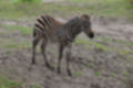 Beeldnr : 100 van 127
Naam : jj5r3041.jpg
Folder : fotos/jaren-201x/2019-2/borger/27-mei/
Formaat : 1200 x 800px
Thumb : 120 x 80px
Richting : Landschap
Bloknr : 2 van 3
Beeldnrs : 51 tm 100
Beelden in blok : 50