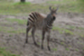Beeldnr : 101 van 127
Naam : jj5r3042.jpg
Folder : fotos/jaren-201x/2019-2/borger/27-mei/
Formaat : 1200 x 800px
Thumb : 120 x 80px
Richting : Landschap
Bloknr : 3 van 3
Beeldnrs : 101 tm 127
Beelden in blok : 27