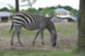 Beeldnr : 102 van 127
Naam : jj5r3046.jpg
Folder : fotos/jaren-201x/2019-2/borger/27-mei/
Formaat : 1200 x 800px
Thumb : 120 x 80px
Richting : Landschap
Bloknr : 3 van 3
Beeldnrs : 101 tm 127
Beelden in blok : 27