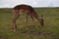 Beeldnr : 103 van 127
Naam : jj5r3049.jpg
Folder : fotos/jaren-201x/2019-2/borger/27-mei/
Formaat : 1200 x 800px
Thumb : 120 x 80px
Richting : Landschap
Bloknr : 3 van 3
Beeldnrs : 101 tm 127
Beelden in blok : 27