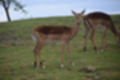 Beeldnr : 104 van 127
Naam : jj5r3052.jpg
Folder : fotos/jaren-201x/2019-2/borger/27-mei/
Formaat : 1200 x 800px
Thumb : 120 x 80px
Richting : Landschap
Bloknr : 3 van 3
Beeldnrs : 101 tm 127
Beelden in blok : 27