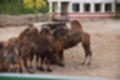 Beeldnr : 105 van 127
Naam : jj5r3055.jpg
Folder : fotos/jaren-201x/2019-2/borger/27-mei/
Formaat : 1200 x 800px
Thumb : 120 x 80px
Richting : Landschap
Bloknr : 3 van 3
Beeldnrs : 101 tm 127
Beelden in blok : 27