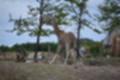 Beeldnr : 107 van 127
Naam : jj5r3065.jpg
Folder : fotos/jaren-201x/2019-2/borger/27-mei/
Formaat : 1200 x 800px
Thumb : 120 x 80px
Richting : Landschap
Bloknr : 3 van 3
Beeldnrs : 101 tm 127
Beelden in blok : 27