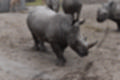 Beeldnr : 108 van 127
Naam : jj5r3067.jpg
Folder : fotos/jaren-201x/2019-2/borger/27-mei/
Formaat : 1200 x 800px
Thumb : 120 x 80px
Richting : Landschap
Bloknr : 3 van 3
Beeldnrs : 101 tm 127
Beelden in blok : 27