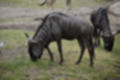 Beeldnr : 117 van 127
Naam : jj5r3113.jpg
Folder : fotos/jaren-201x/2019-2/borger/27-mei/
Formaat : 1200 x 800px
Thumb : 120 x 80px
Richting : Landschap
Bloknr : 3 van 3
Beeldnrs : 101 tm 127
Beelden in blok : 27