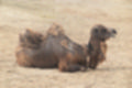 Beeldnr : 121 van 127
Naam : jj5r3125.jpg
Folder : fotos/jaren-201x/2019-2/borger/27-mei/
Formaat : 1200 x 800px
Thumb : 120 x 80px
Richting : Landschap
Bloknr : 3 van 3
Beeldnrs : 101 tm 127
Beelden in blok : 27
