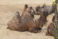 Beeldnr : 122 van 127
Naam : jj5r3128.jpg
Folder : fotos/jaren-201x/2019-2/borger/27-mei/
Formaat : 1200 x 800px
Thumb : 120 x 80px
Richting : Landschap
Bloknr : 3 van 3
Beeldnrs : 101 tm 127
Beelden in blok : 27