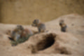 Beeldnr : 124 van 127
Naam : jj5r3139.jpg
Folder : fotos/jaren-201x/2019-2/borger/27-mei/
Formaat : 1200 x 800px
Thumb : 120 x 80px
Richting : Landschap
Bloknr : 3 van 3
Beeldnrs : 101 tm 127
Beelden in blok : 27