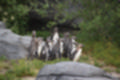 Beeldnr : 127 van 127
Naam : jj5r3149.jpg
Folder : fotos/jaren-201x/2019-2/borger/27-mei/
Formaat : 1200 x 800px
Thumb : 120 x 80px
Richting : Landschap
Bloknr : 3 van 3
Beeldnrs : 101 tm 127
Beelden in blok : 27
