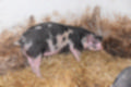Beeldnr : 8 van 59
Naam : jj8b4290.jpg
Folder : fotos/jaren-201x/2019-2/denemarken/11-aug/
Formaat : 1200 x 800px
Thumb : 120 x 80px
Richting : Landschap
Bloknr : 1 van 2
Beeldnrs : 1 tm 50
Beelden in blok : 50