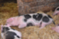 Beeldnr : 11 van 59
Naam : jj8b4294.jpg
Folder : fotos/jaren-201x/2019-2/denemarken/11-aug/
Formaat : 1200 x 800px
Thumb : 120 x 80px
Richting : Landschap
Bloknr : 1 van 2
Beeldnrs : 1 tm 50
Beelden in blok : 50