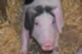 Beeldnr : 12 van 59
Naam : jj8b4295.jpg
Folder : fotos/jaren-201x/2019-2/denemarken/11-aug/
Formaat : 1200 x 800px
Thumb : 120 x 80px
Richting : Landschap
Bloknr : 1 van 2
Beeldnrs : 1 tm 50
Beelden in blok : 50