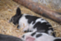 Beeldnr : 13 van 59
Naam : jj8b4299.jpg
Folder : fotos/jaren-201x/2019-2/denemarken/11-aug/
Formaat : 1200 x 800px
Thumb : 120 x 80px
Richting : Landschap
Bloknr : 1 van 2
Beeldnrs : 1 tm 50
Beelden in blok : 50