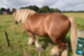 Beeldnr : 18 van 59
Naam : jj8b4307.jpg
Folder : fotos/jaren-201x/2019-2/denemarken/11-aug/
Formaat : 1200 x 800px
Thumb : 120 x 80px
Richting : Landschap
Bloknr : 1 van 2
Beeldnrs : 1 tm 50
Beelden in blok : 50