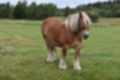 Beeldnr : 21 van 59
Naam : jj8b4311.jpg
Folder : fotos/jaren-201x/2019-2/denemarken/11-aug/
Formaat : 1200 x 800px
Thumb : 120 x 80px
Richting : Landschap
Bloknr : 1 van 2
Beeldnrs : 1 tm 50
Beelden in blok : 50