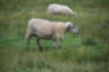 Beeldnr : 24 van 59
Naam : jj8b4316.jpg
Folder : fotos/jaren-201x/2019-2/denemarken/11-aug/
Formaat : 1200 x 800px
Thumb : 120 x 80px
Richting : Landschap
Bloknr : 1 van 2
Beeldnrs : 1 tm 50
Beelden in blok : 50