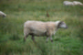Beeldnr : 25 van 59
Naam : jj8b4317.jpg
Folder : fotos/jaren-201x/2019-2/denemarken/11-aug/
Formaat : 1200 x 800px
Thumb : 120 x 80px
Richting : Landschap
Bloknr : 1 van 2
Beeldnrs : 1 tm 50
Beelden in blok : 50