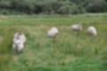Beeldnr : 26 van 59
Naam : jj8b4319.jpg
Folder : fotos/jaren-201x/2019-2/denemarken/11-aug/
Formaat : 1200 x 800px
Thumb : 120 x 80px
Richting : Landschap
Bloknr : 1 van 2
Beeldnrs : 1 tm 50
Beelden in blok : 50