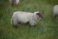 Beeldnr : 27 van 59
Naam : jj8b4320.jpg
Folder : fotos/jaren-201x/2019-2/denemarken/11-aug/
Formaat : 1200 x 800px
Thumb : 120 x 80px
Richting : Landschap
Bloknr : 1 van 2
Beeldnrs : 1 tm 50
Beelden in blok : 50