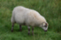 Beeldnr : 28 van 59
Naam : jj8b4322.jpg
Folder : fotos/jaren-201x/2019-2/denemarken/11-aug/
Formaat : 1200 x 800px
Thumb : 120 x 80px
Richting : Landschap
Bloknr : 1 van 2
Beeldnrs : 1 tm 50
Beelden in blok : 50