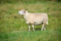 Beeldnr : 29 van 59
Naam : jj8b4325.jpg
Folder : fotos/jaren-201x/2019-2/denemarken/11-aug/
Formaat : 1200 x 800px
Thumb : 120 x 80px
Richting : Landschap
Bloknr : 1 van 2
Beeldnrs : 1 tm 50
Beelden in blok : 50
