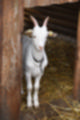 Beeldnr : 37 van 59
Naam : jj8b4337.jpg
Folder : fotos/jaren-201x/2019-2/denemarken/11-aug/
Formaat : 800 x 1200px
Thumb : 80 x 120px
Richting : Portret
Bloknr : 1 van 2
Beeldnrs : 1 tm 50
Beelden in blok : 50