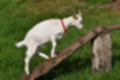 Beeldnr : 38 van 59
Naam : jj8b4342.jpg
Folder : fotos/jaren-201x/2019-2/denemarken/11-aug/
Formaat : 1200 x 800px
Thumb : 120 x 80px
Richting : Landschap
Bloknr : 1 van 2
Beeldnrs : 1 tm 50
Beelden in blok : 50
