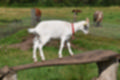 Beeldnr : 39 van 59
Naam : jj8b4344.jpg
Folder : fotos/jaren-201x/2019-2/denemarken/11-aug/
Formaat : 1200 x 800px
Thumb : 120 x 80px
Richting : Landschap
Bloknr : 1 van 2
Beeldnrs : 1 tm 50
Beelden in blok : 50