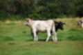 Beeldnr : 40 van 59
Naam : jj8b4347.jpg
Folder : fotos/jaren-201x/2019-2/denemarken/11-aug/
Formaat : 1200 x 800px
Thumb : 120 x 80px
Richting : Landschap
Bloknr : 1 van 2
Beeldnrs : 1 tm 50
Beelden in blok : 50