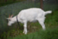 Beeldnr : 41 van 59
Naam : jj8b4348.jpg
Folder : fotos/jaren-201x/2019-2/denemarken/11-aug/
Formaat : 1200 x 800px
Thumb : 120 x 80px
Richting : Landschap
Bloknr : 1 van 2
Beeldnrs : 1 tm 50
Beelden in blok : 50