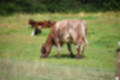 Beeldnr : 42 van 59
Naam : jj8b4350.jpg
Folder : fotos/jaren-201x/2019-2/denemarken/11-aug/
Formaat : 1200 x 800px
Thumb : 120 x 80px
Richting : Landschap
Bloknr : 1 van 2
Beeldnrs : 1 tm 50
Beelden in blok : 50