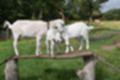 Beeldnr : 43 van 59
Naam : jj8b4358.jpg
Folder : fotos/jaren-201x/2019-2/denemarken/11-aug/
Formaat : 1200 x 800px
Thumb : 120 x 80px
Richting : Landschap
Bloknr : 1 van 2
Beeldnrs : 1 tm 50
Beelden in blok : 50