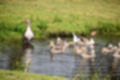Beeldnr : 45 van 59
Naam : jj8b4363.jpg
Folder : fotos/jaren-201x/2019-2/denemarken/11-aug/
Formaat : 1200 x 800px
Thumb : 120 x 80px
Richting : Landschap
Bloknr : 1 van 2
Beeldnrs : 1 tm 50
Beelden in blok : 50