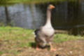 Beeldnr : 47 van 59
Naam : jj8b4365.jpg
Folder : fotos/jaren-201x/2019-2/denemarken/11-aug/
Formaat : 1200 x 800px
Thumb : 120 x 80px
Richting : Landschap
Bloknr : 1 van 2
Beeldnrs : 1 tm 50
Beelden in blok : 50