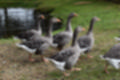 Beeldnr : 48 van 59
Naam : jj8b4368.jpg
Folder : fotos/jaren-201x/2019-2/denemarken/11-aug/
Formaat : 1200 x 800px
Thumb : 120 x 80px
Richting : Landschap
Bloknr : 1 van 2
Beeldnrs : 1 tm 50
Beelden in blok : 50
