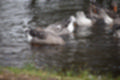 Beeldnr : 49 van 59
Naam : jj8b4369.jpg
Folder : fotos/jaren-201x/2019-2/denemarken/11-aug/
Formaat : 1200 x 800px
Thumb : 120 x 80px
Richting : Landschap
Bloknr : 1 van 2
Beeldnrs : 1 tm 50
Beelden in blok : 50
