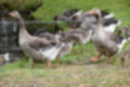 Beeldnr : 50 van 59
Naam : jj8b4372.jpg
Folder : fotos/jaren-201x/2019-2/denemarken/11-aug/
Formaat : 1200 x 800px
Thumb : 120 x 80px
Richting : Landschap
Bloknr : 1 van 2
Beeldnrs : 1 tm 50
Beelden in blok : 50