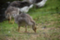 Beeldnr : 51 van 59
Naam : jj8b4375.jpg
Folder : fotos/jaren-201x/2019-2/denemarken/11-aug/
Formaat : 1200 x 800px
Thumb : 120 x 80px
Richting : Landschap
Bloknr : 2 van 2
Beeldnrs : 51 tm 59
Beelden in blok : 9