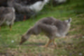 Beeldnr : 52 van 59
Naam : jj8b4376.jpg
Folder : fotos/jaren-201x/2019-2/denemarken/11-aug/
Formaat : 1200 x 800px
Thumb : 120 x 80px
Richting : Landschap
Bloknr : 2 van 2
Beeldnrs : 51 tm 59
Beelden in blok : 9